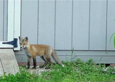 [Hearth.com] More backyard wildlife - Hawk and fox babies...