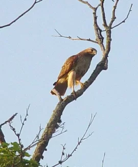 [Hearth.com] More backyard wildlife - Hawk and fox babies...