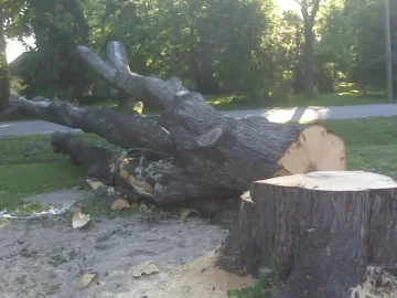 [Hearth.com] Big wind last night - But where is my free wood!!??