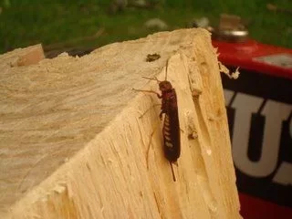 [Hearth.com] What kind of bug is this?