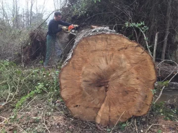 [Hearth.com] This is the biggest I have ever cut.