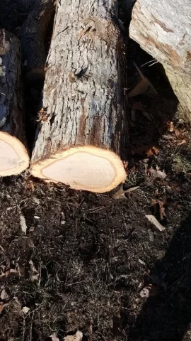 [Hearth.com] Power company cut a tree down, ID please