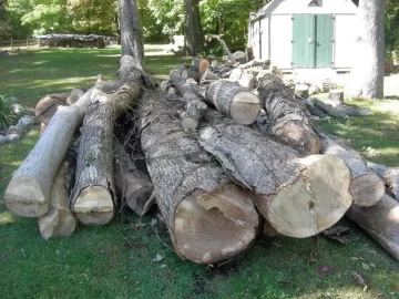 [Hearth.com] Cut a load of barkless dead elm.