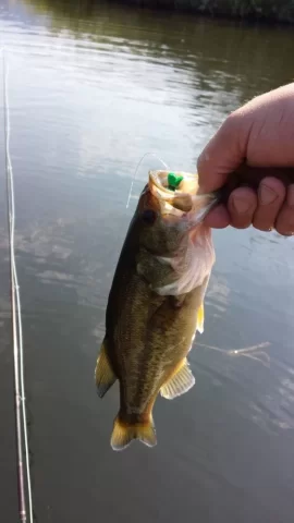 [Hearth.com] Put up your Fishing pics