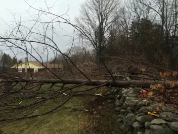 [Hearth.com] Cleaning up small tree's this winter