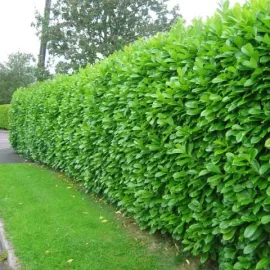 [Hearth.com] Holy hedge!