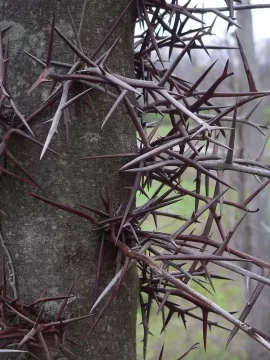 [Hearth.com] Locust trees (thorns)