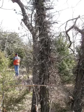 [Hearth.com] Locust trees (thorns)