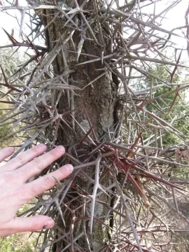 [Hearth.com] Locust trees (thorns)