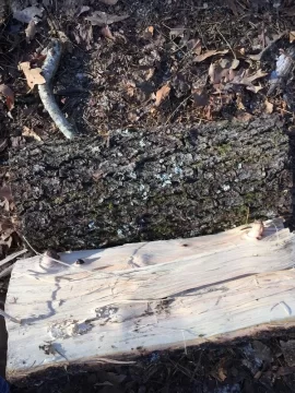 [Hearth.com] Tree ID help please