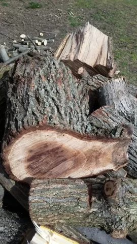 [Hearth.com] another tree id