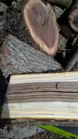 [Hearth.com] another tree id