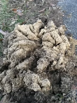 [Hearth.com] Mystery ground formation appeared over night next to driveway! What is it?