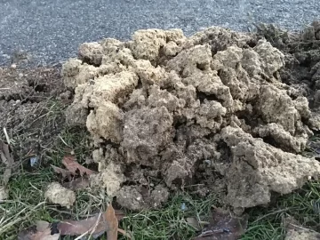 [Hearth.com] Mystery ground formation appeared over night next to driveway! What is it?