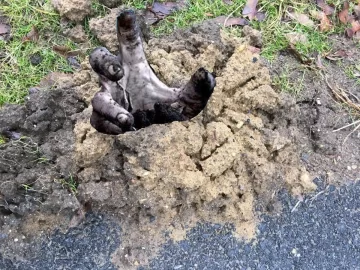 [Hearth.com] Mystery ground formation appeared over night next to driveway! What is it?