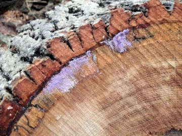 [Hearth.com] This oak is getting in the way of my scrounges...