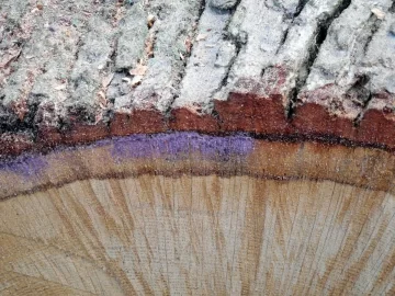 [Hearth.com] This oak is getting in the way of my scrounges...