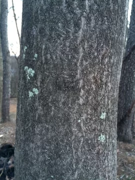 [Hearth.com] Tree ID please