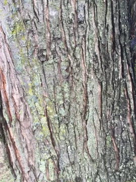 [Hearth.com] Tree ID