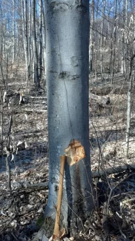 [Hearth.com] felling a beech with a split in trunk