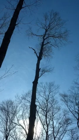 [Hearth.com] felling a beech with a split in trunk