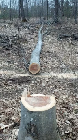 [Hearth.com] felling a beech with a split in trunk