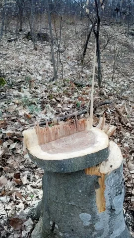 [Hearth.com] felling a beech with a split in trunk