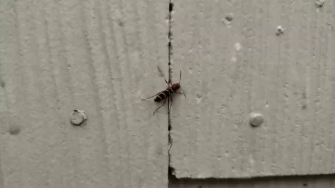 [Hearth.com] Is this a wood destroying insect?