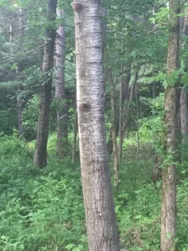 [Hearth.com] Tree ID... Black Birch?