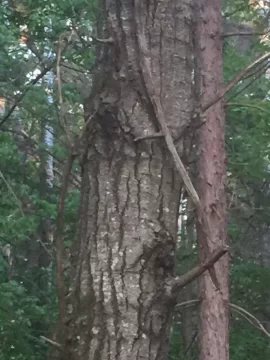 [Hearth.com] Tree ID... Black Birch?