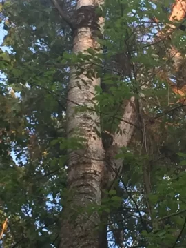 [Hearth.com] Tree ID... Black Birch?