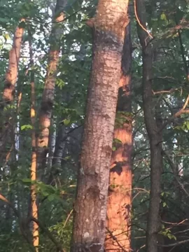 [Hearth.com] Tree ID... Black Birch?