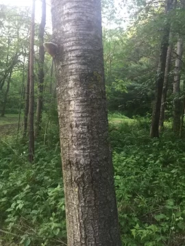 [Hearth.com] Tree ID... Black Birch?