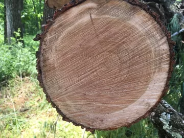 [Hearth.com] Tree ID- This just showed up in my yard