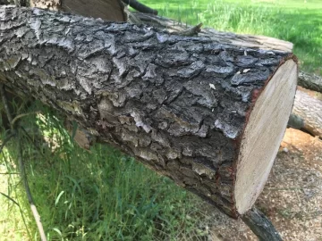 [Hearth.com] Tree ID- This just showed up in my yard