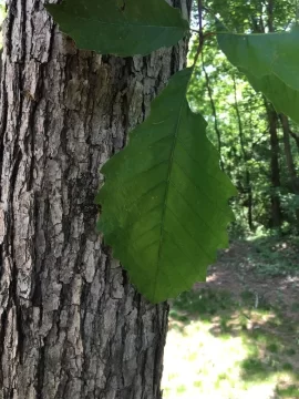 [Hearth.com] Tree ID please