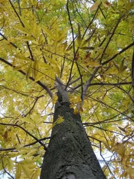 [Hearth.com] Here's a hardwood puzzler! tree ID please. . .