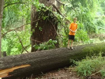 [Hearth.com] Large Oak Down