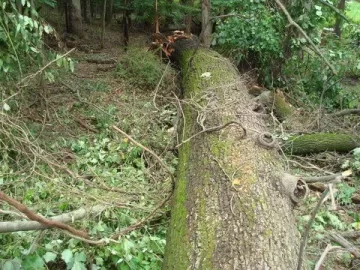 [Hearth.com] Large Oak Down