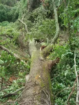 [Hearth.com] Large Oak Down