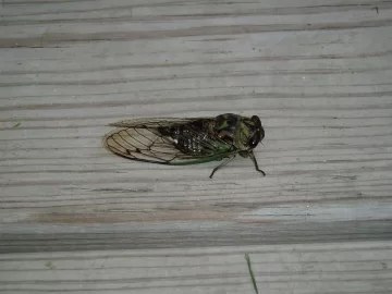 [Hearth.com] What bug is this?