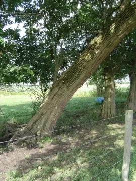 [Hearth.com] Osage orange