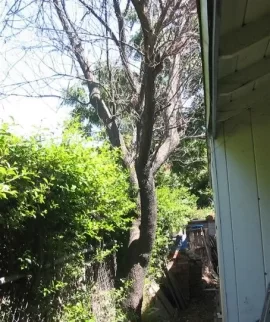 [Hearth.com] Taking Down Standing Dead Apricot - Next to Garage