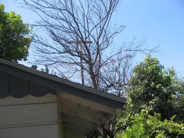 [Hearth.com] Taking Down Standing Dead Apricot - Next to Garage