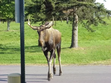 [Hearth.com] Northern New York Moose