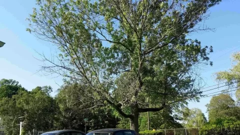 [Hearth.com] Signs of Emerald Ash Borer on my white ash trees?