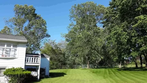 [Hearth.com] Signs of Emerald Ash Borer on my white ash trees?