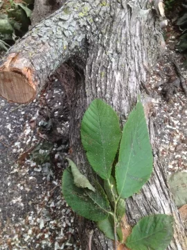 [Hearth.com] Is this ironwood (Hop hornbeam)?