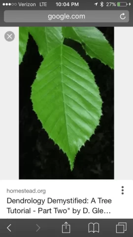 [Hearth.com] Is this ironwood (Hop hornbeam)?