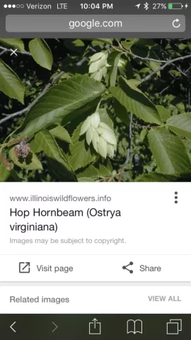 [Hearth.com] Is this ironwood (Hop hornbeam)?